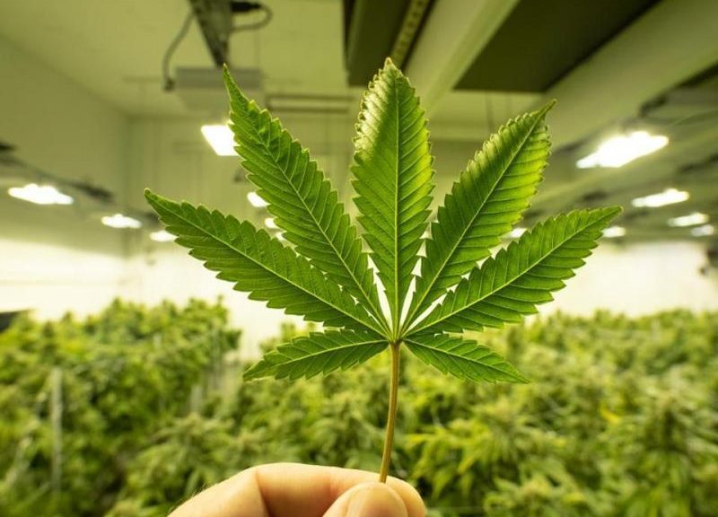 Legal cannabis in Canada: The Basics