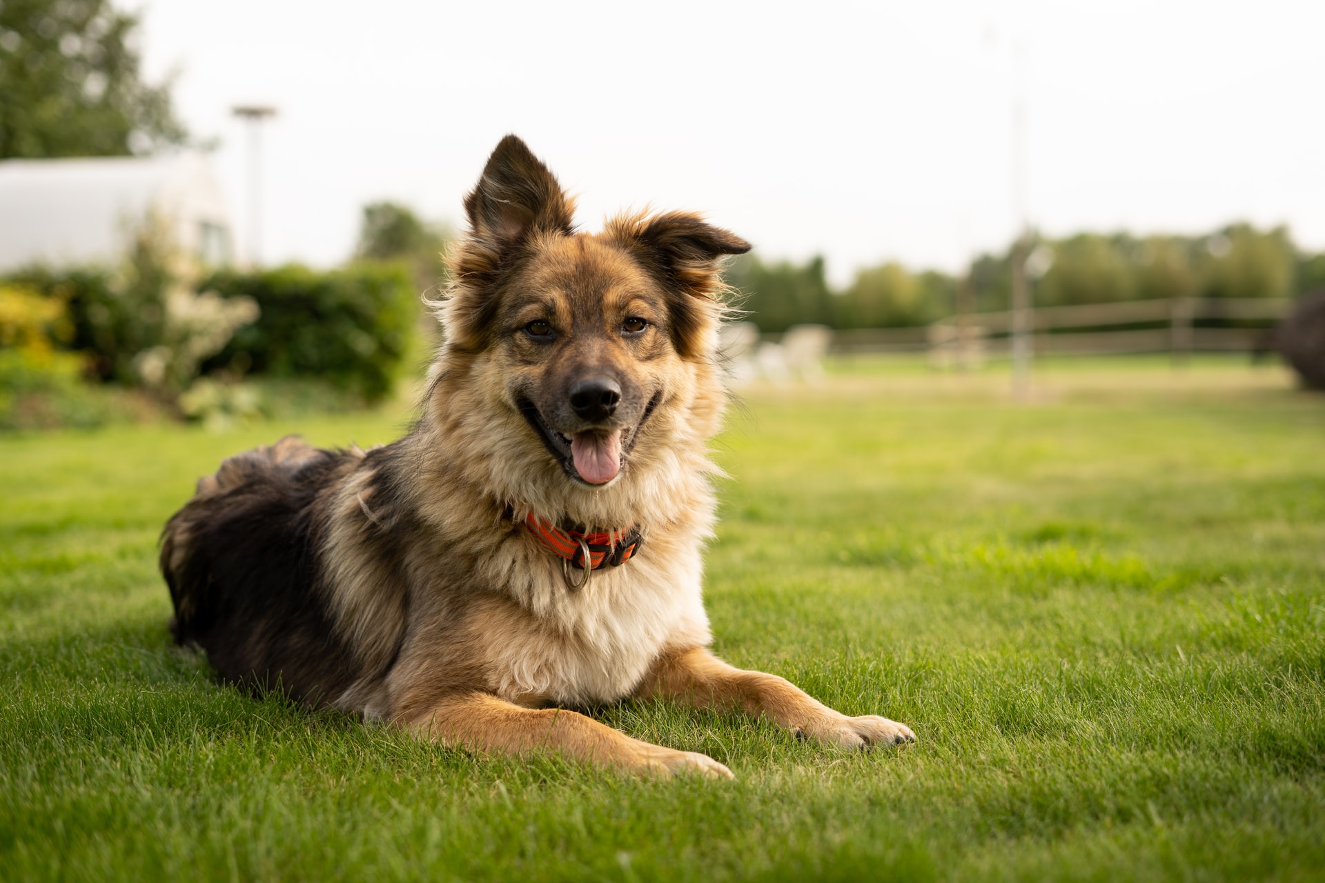 5 Things To Know Before Giving CBD To Your Pets