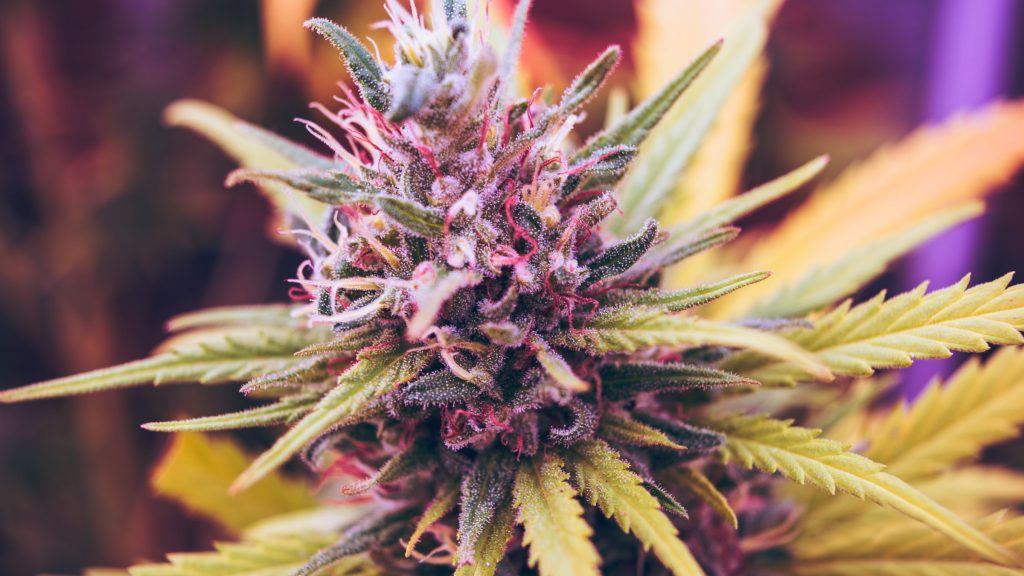 Strain Review: White Widow: Benefits, Effects, Uses, and More