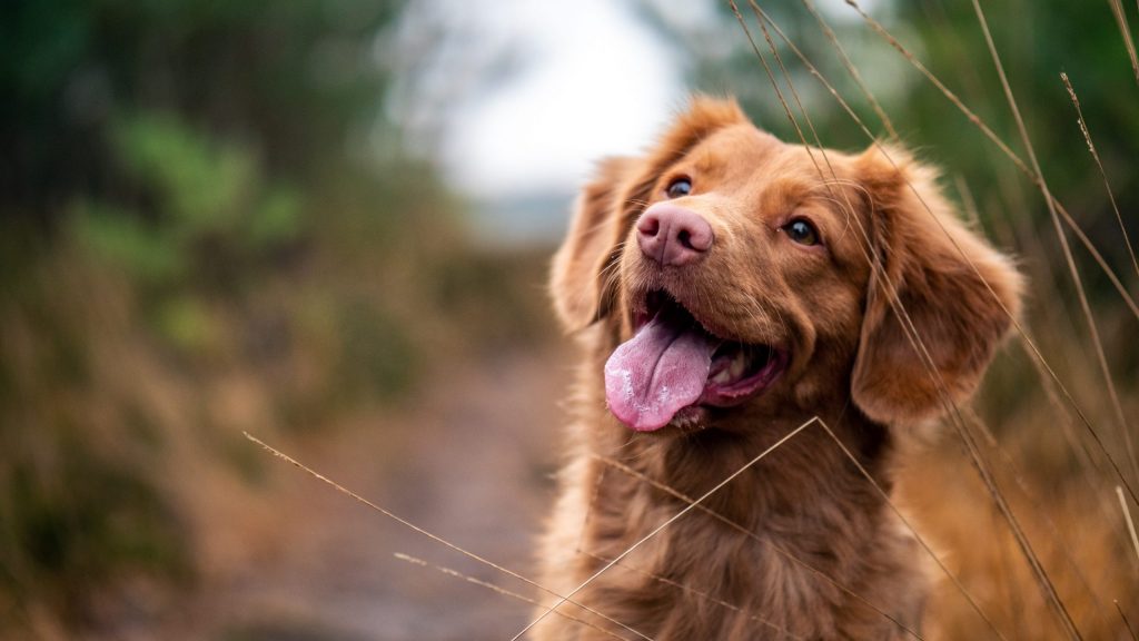 5 Things I’ve Learned Since Giving My Dog A CBD Tincture