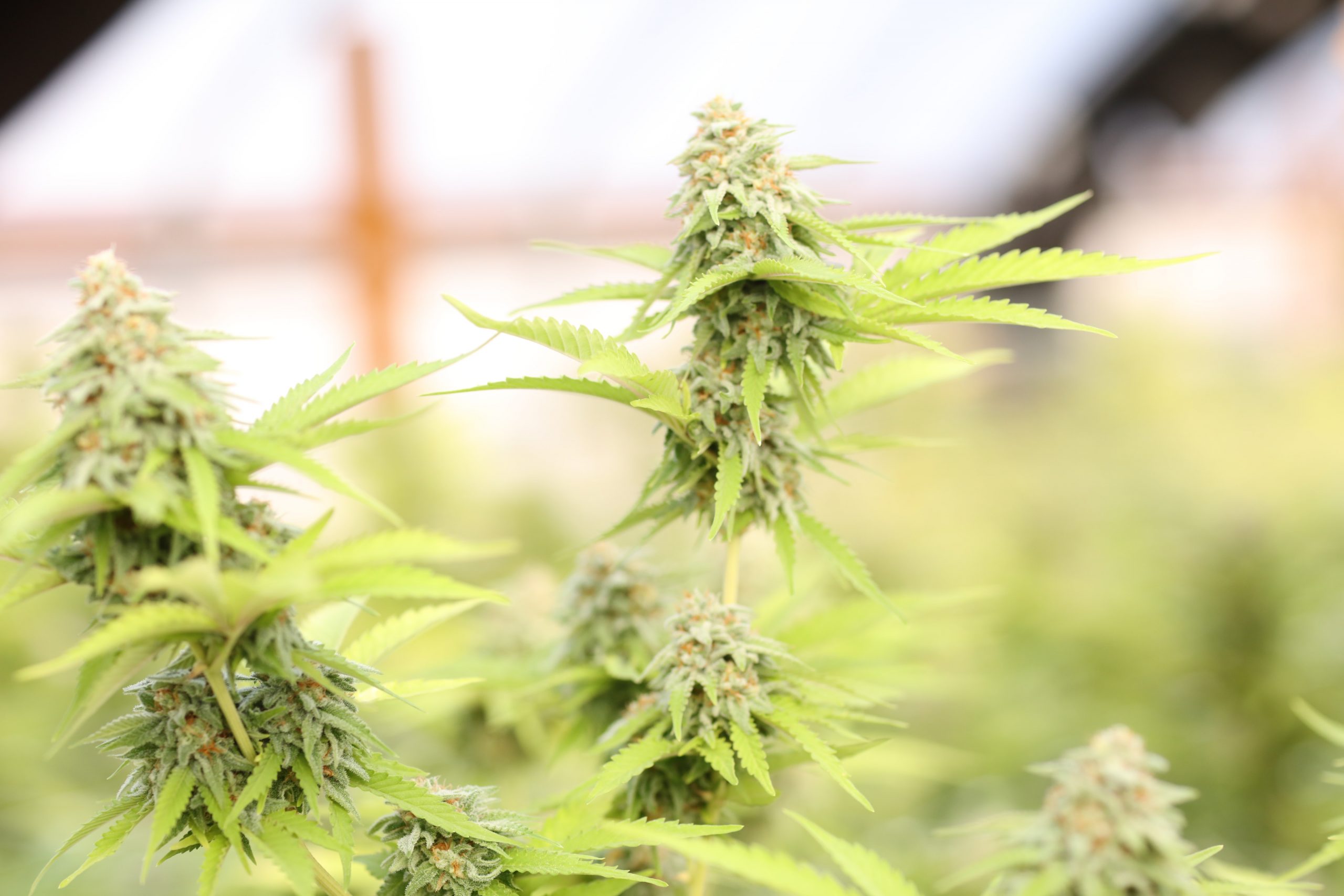 Strain Hybrids: Is Anything Really Actually Just "Indica" Or "Sativa?"