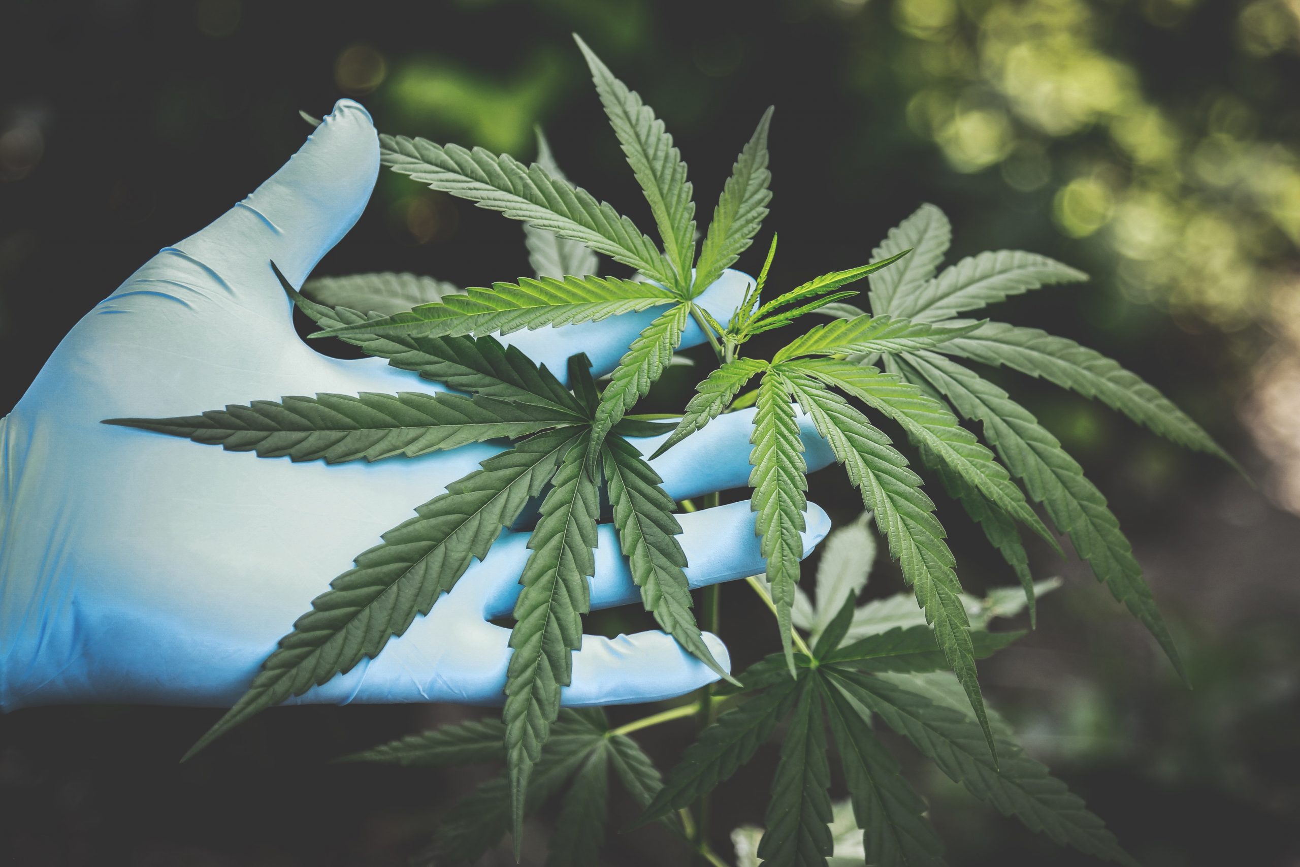 Glove holding marijuana plant