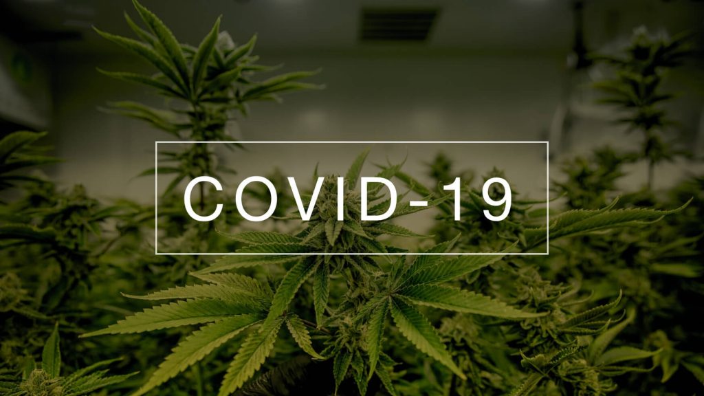 Cannabis and COVID-19 – What Do We Know?