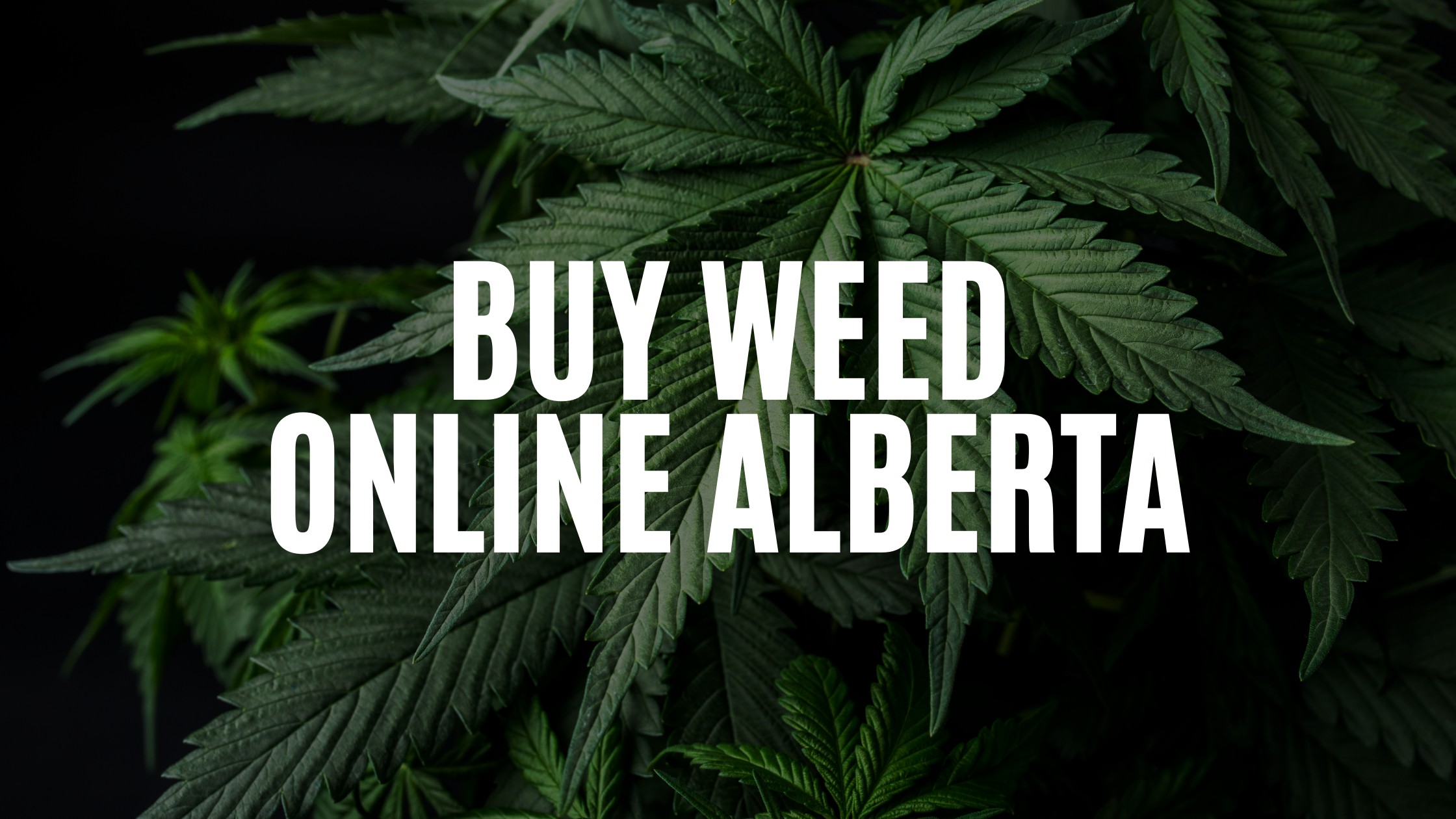Buy Weed Online Alberta