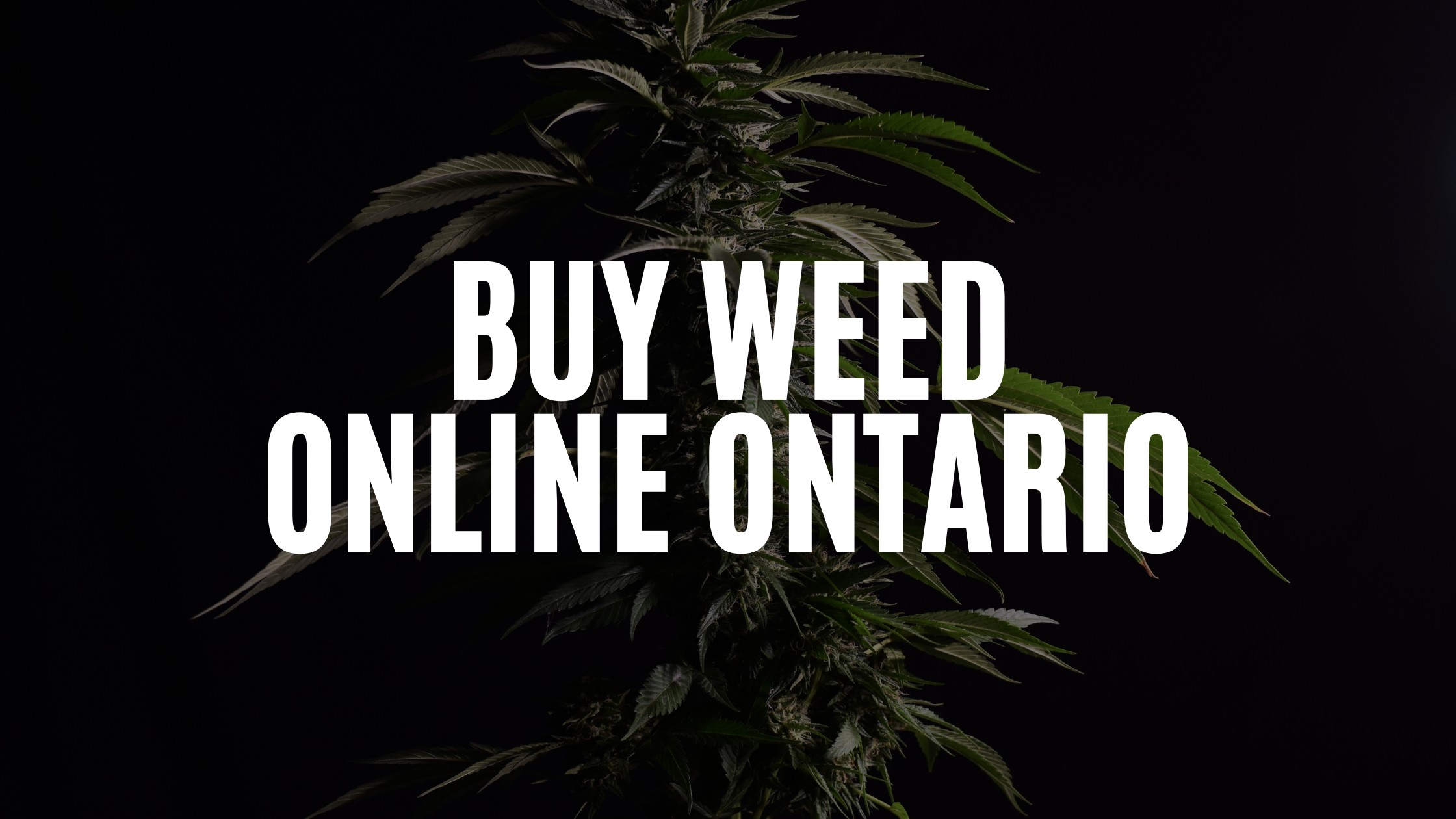 Buy Weed Online Ontario