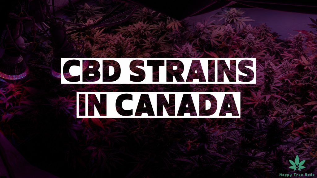 List of high CBD strains in Canada and their health benefits