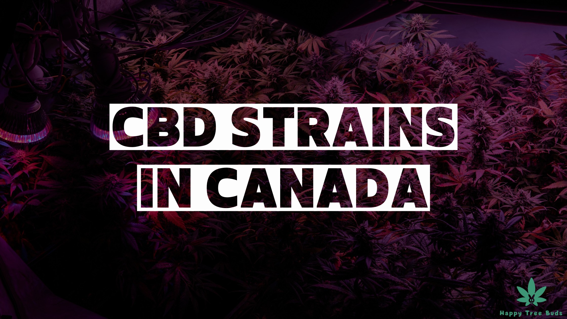 List of high CBD strains in Canada and their health benefits Happy Tree Buds