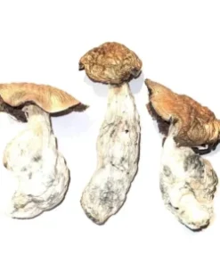 Makilla Gorilla Mushrooms